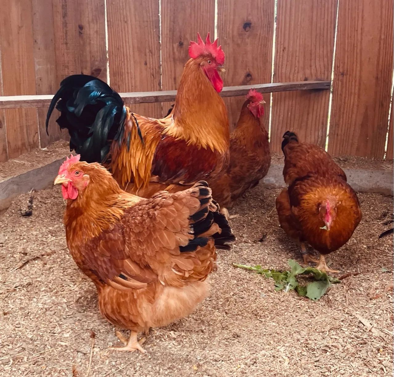 Ovos galado New Hampshire - Foto 4