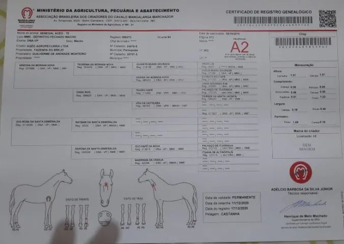 Cavalo Mangalarga - Foto 6