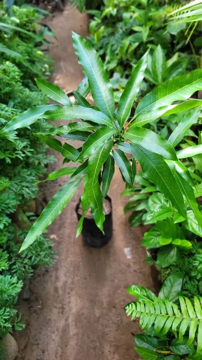 Frutífera P/vasos Manga Rosa Enxertada, Mudas Frutíferas Vasos - Foto 3
