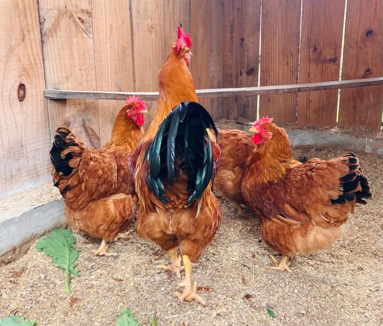 Ovos galado New Hampshire - Foto 6