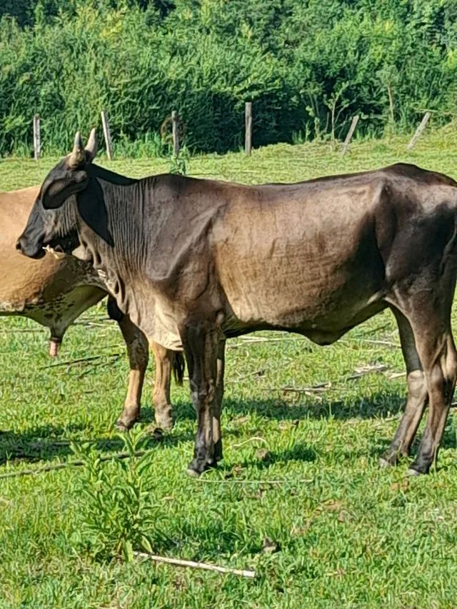 Novilha nova - Foto 3