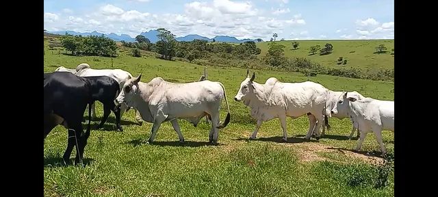Animais para agropecuária - Campos Dos Goytacazes, Rio de Janeiro