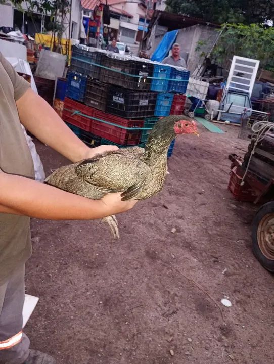 Vendo frangos e frangas caipiras  - Foto 6