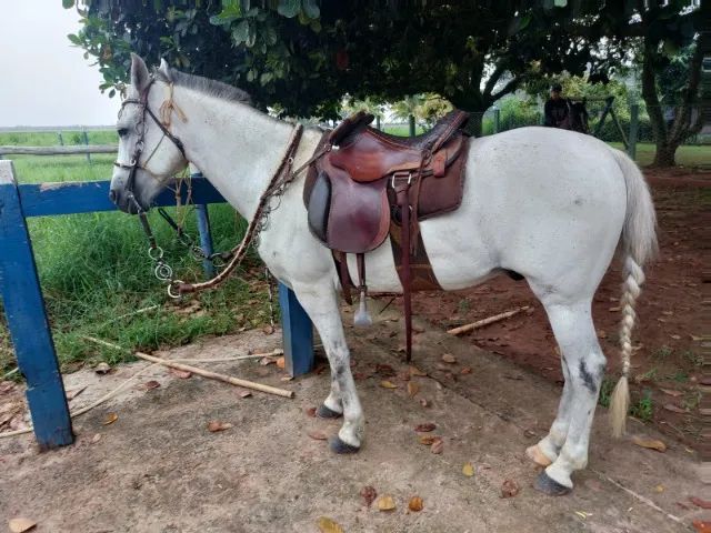 Cavalo Mangalarga Machador