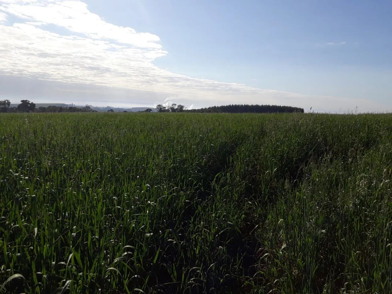 Vend fazenda  - Foto 3