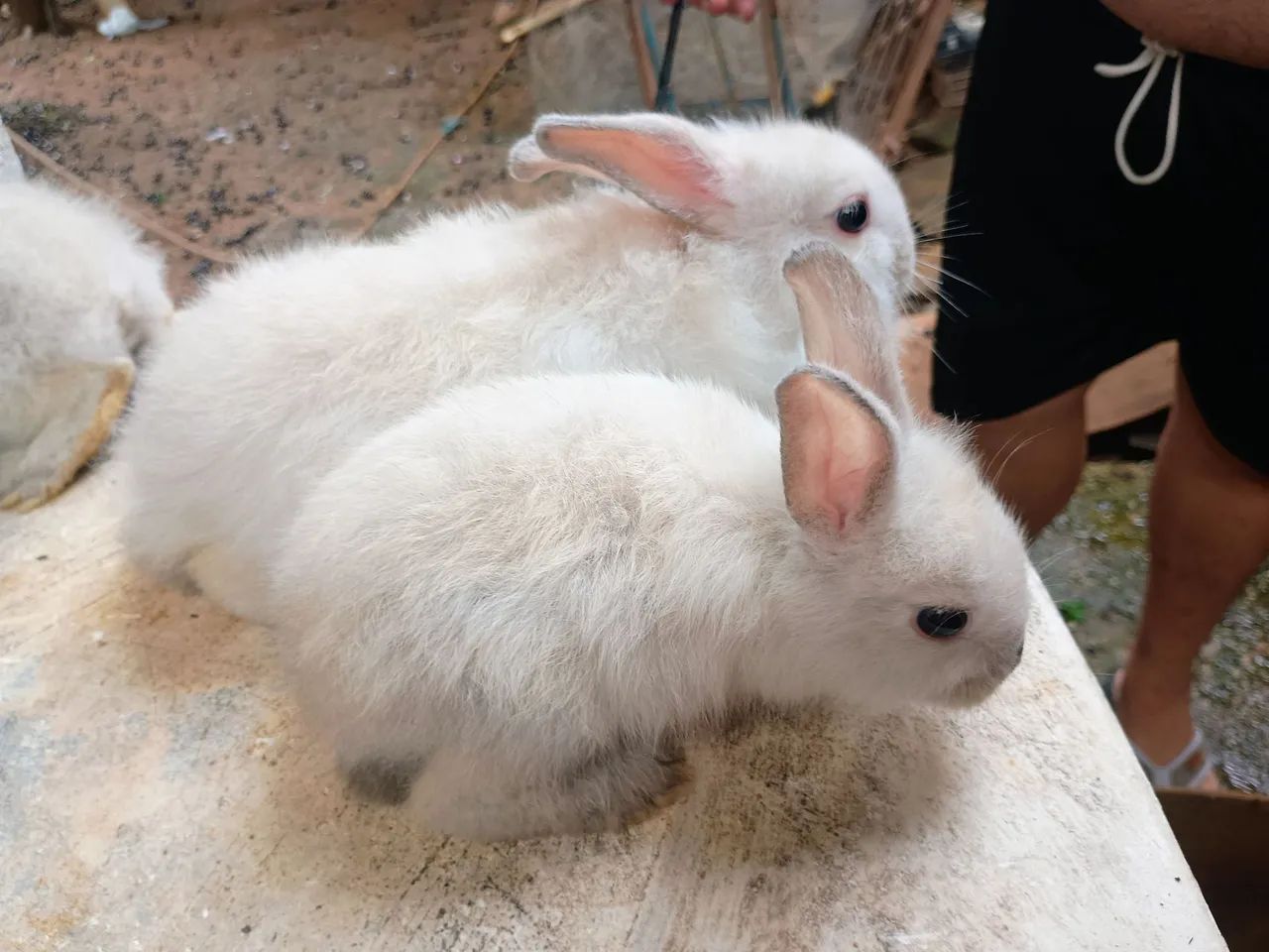 Doação coelho mini lion - Foto 3