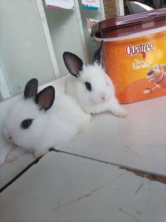 Vendo filhotes de coelhos mini Lion  - Foto 5