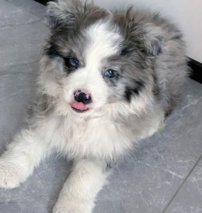 Temos lindas fêmeas de Border Collie.