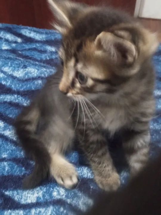 Três gatinhos fofinhos para adoção - Foto 4