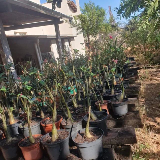 Rosa do Deserto. - Foto 4