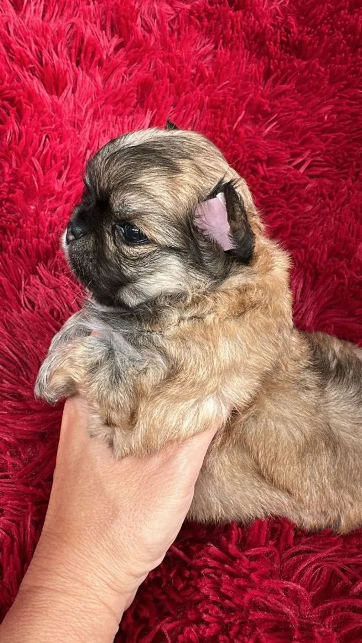 Chihuahua macho Pêlo longo maravilhoso! Focinho curtíssimo! - Foto 3