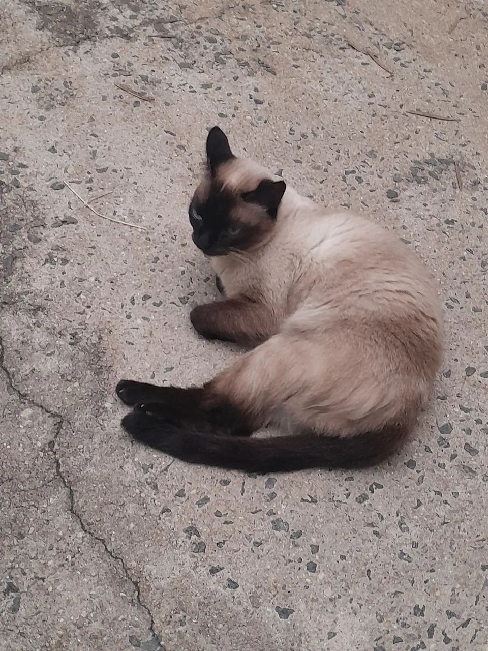 Doando uma gatinha siamesa pura de 1 ano e meio - Foto 6