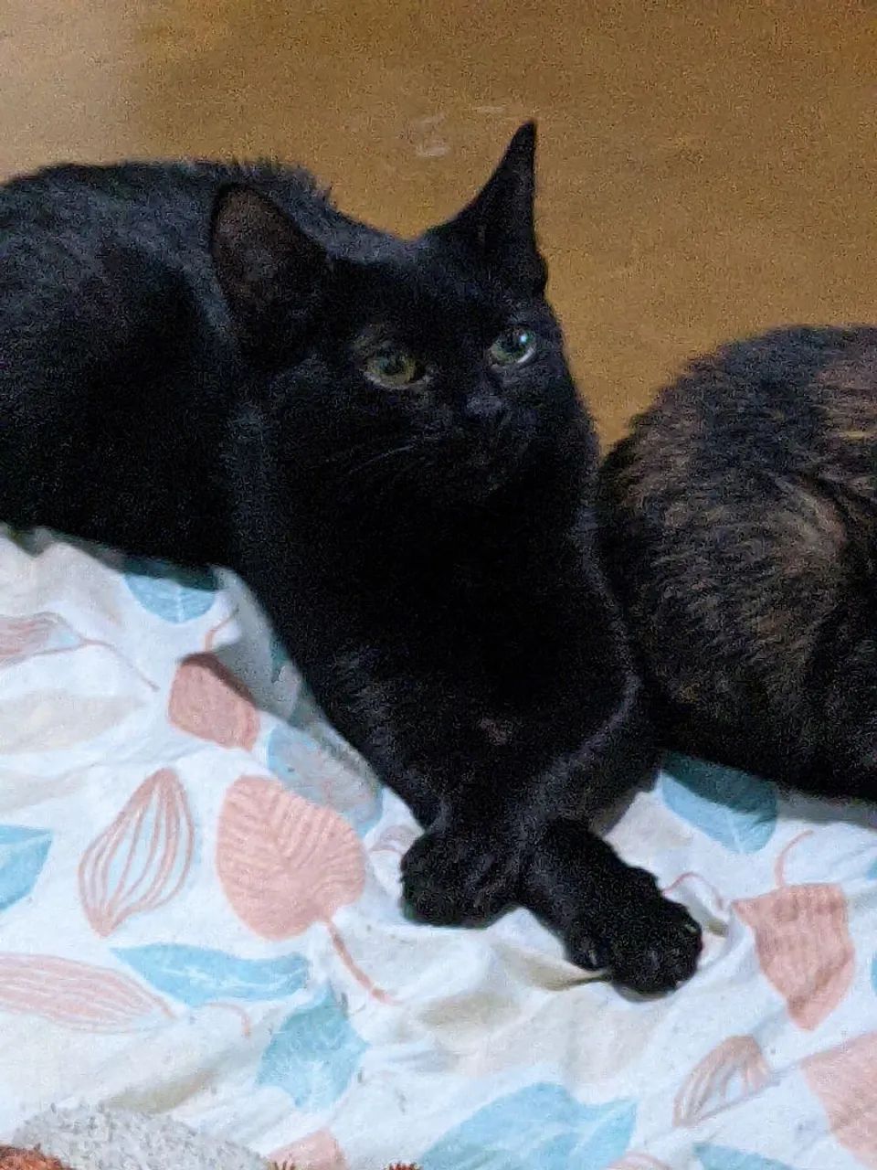 Doa-se gatinhas fêmeas. Urgente! - Foto 2