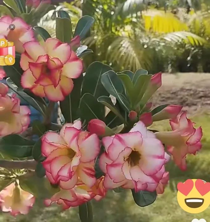 Rosa do deserto (envio)pelo site - Foto 3