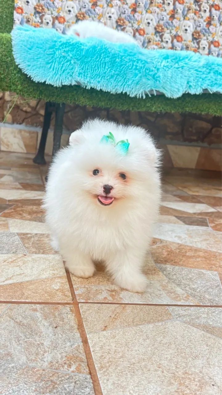 Lindos Lulu da Pomerania anão