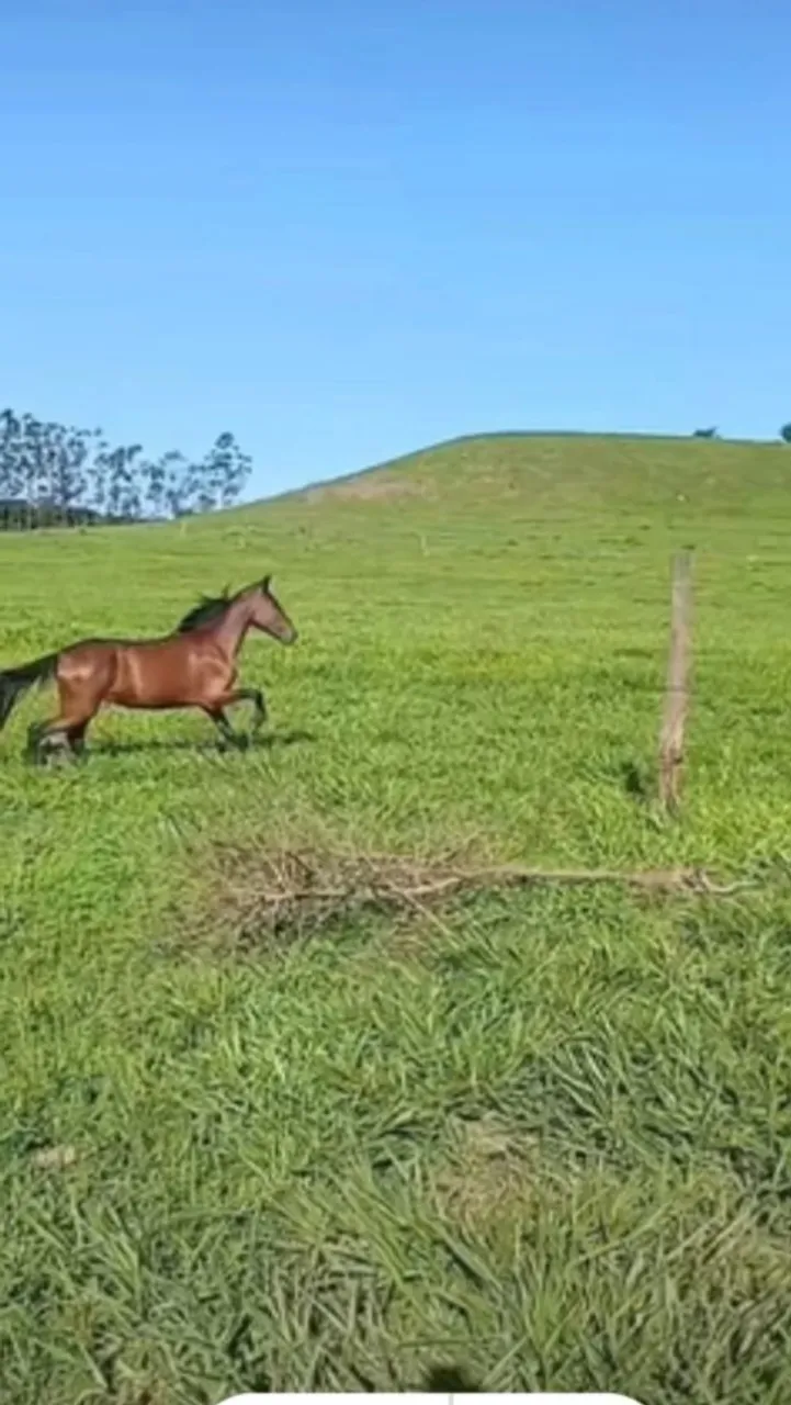 Vende-se cavalo
