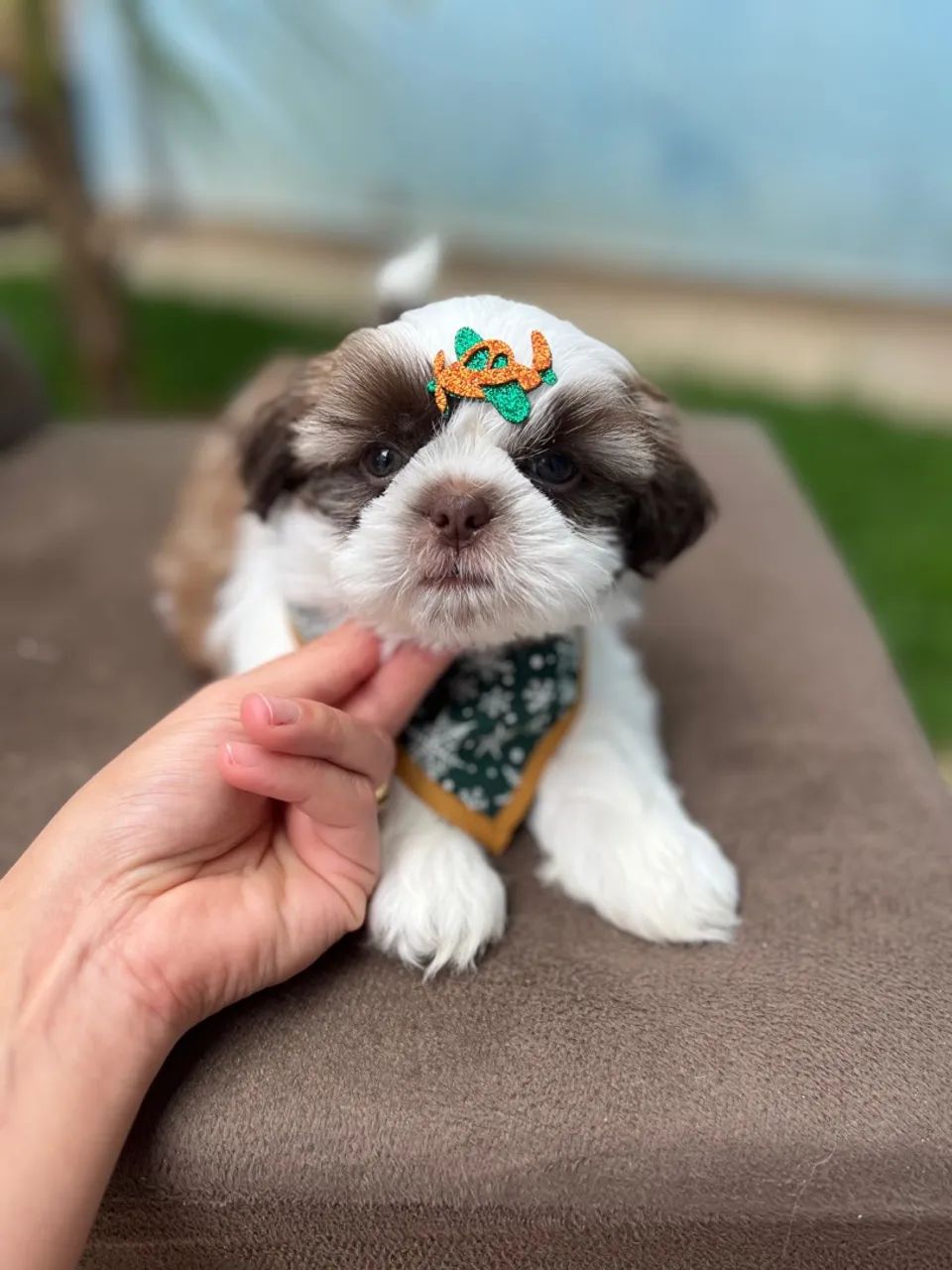 Shih Tzu Macho OLHOS CLAROS - Foto 2