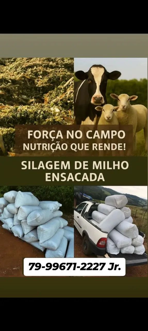 SILAGEM DE MILHO ENSACADA DE EXTREMA QUALIDADE 