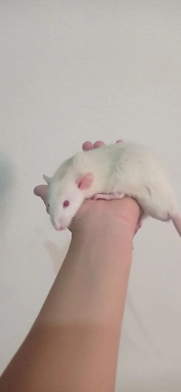 Rato Twister macho, dócil 