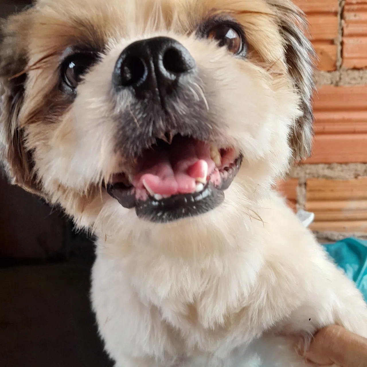 Shih Tzu Filhote Feliz