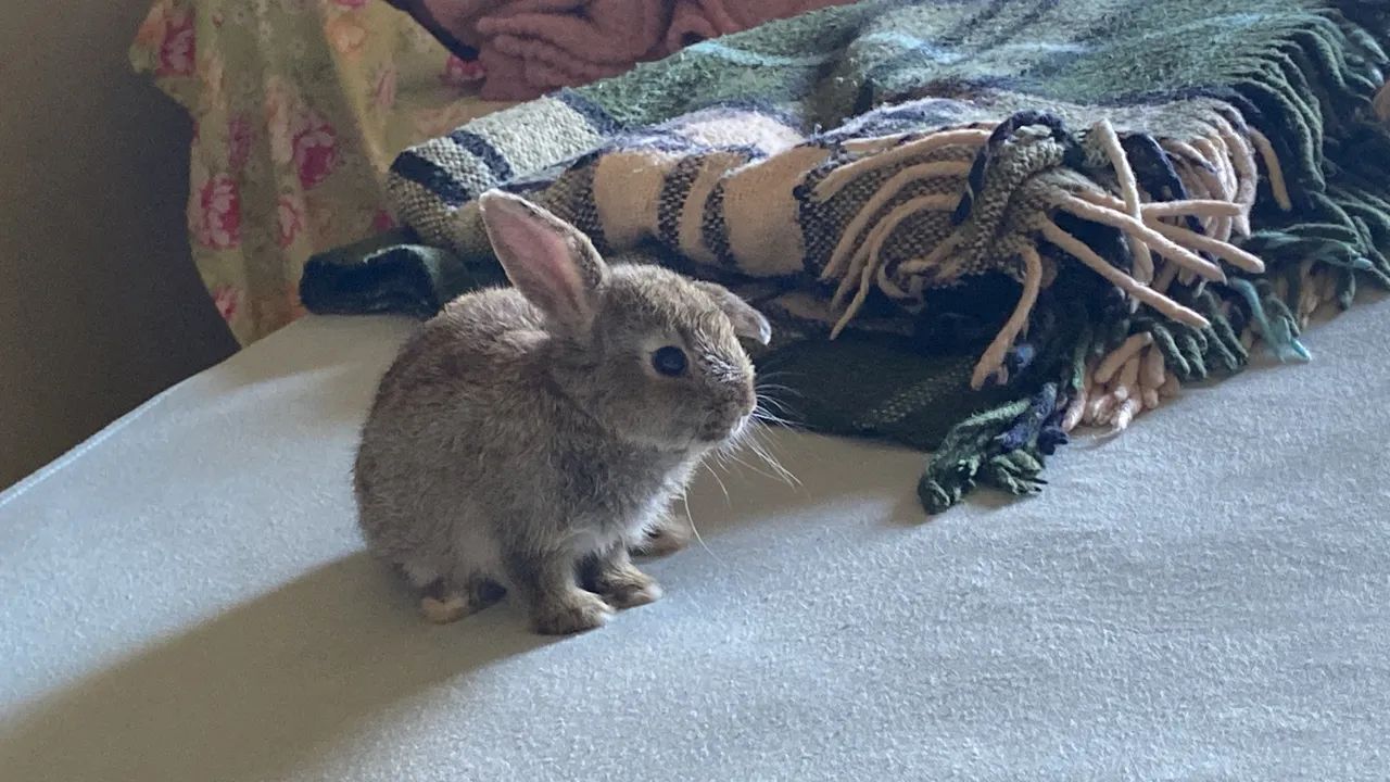 Mini coelho para adoção  - Foto 2