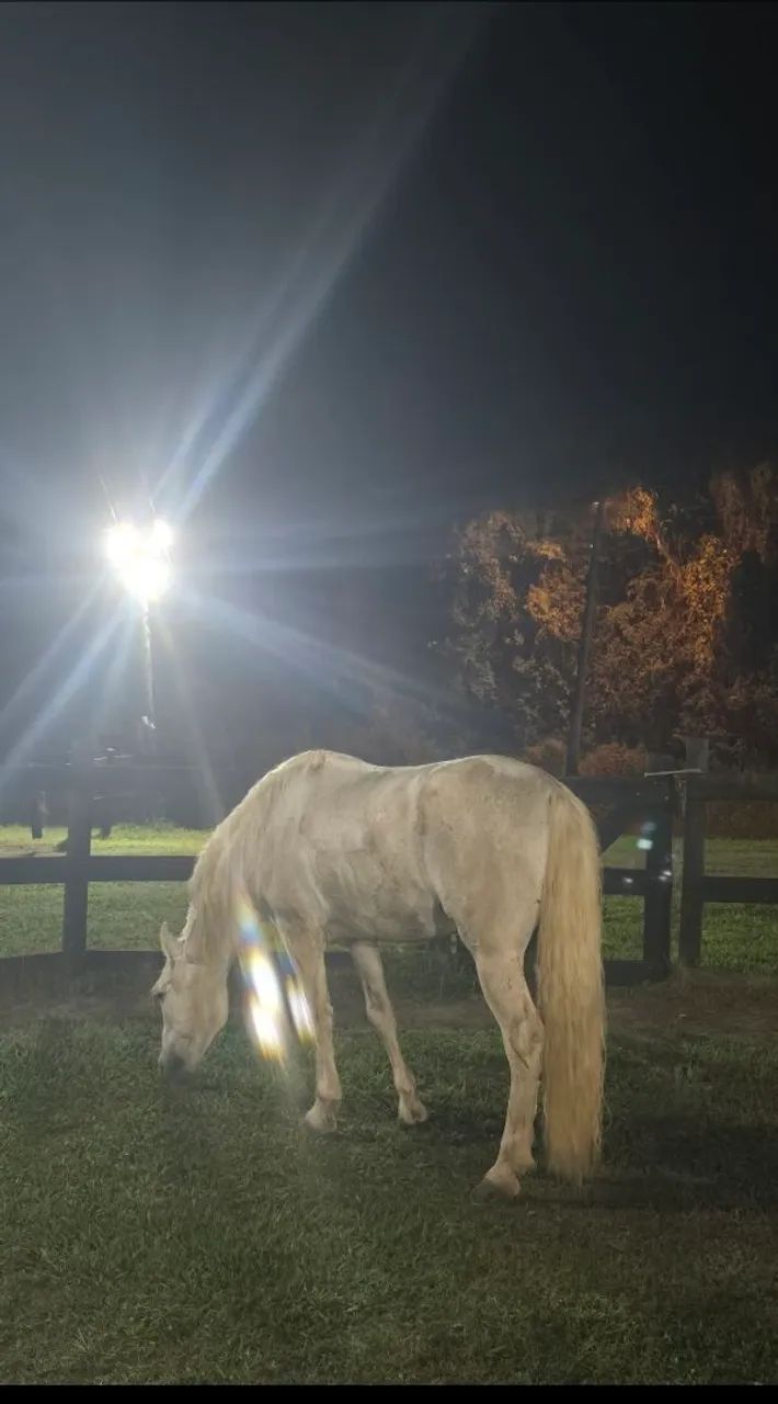 Vendo Cavalo e charrete - Foto 2