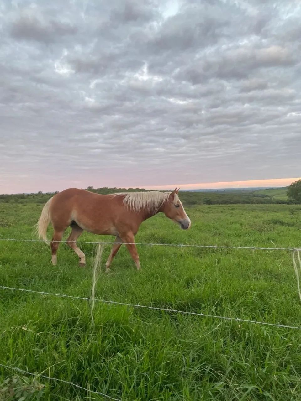 Égua de 3 anos - Foto 2
