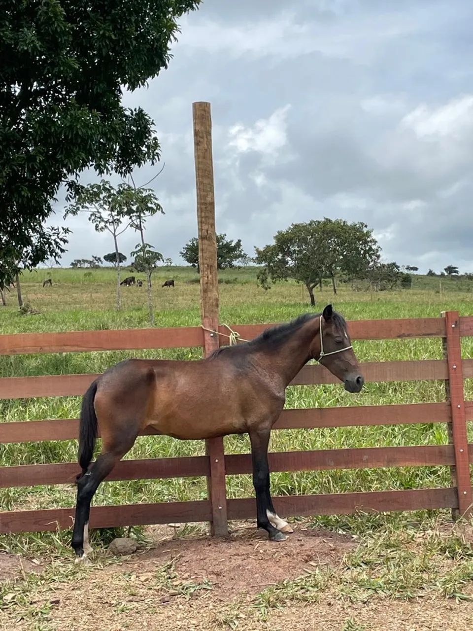 Potra Mangalarga Marchador