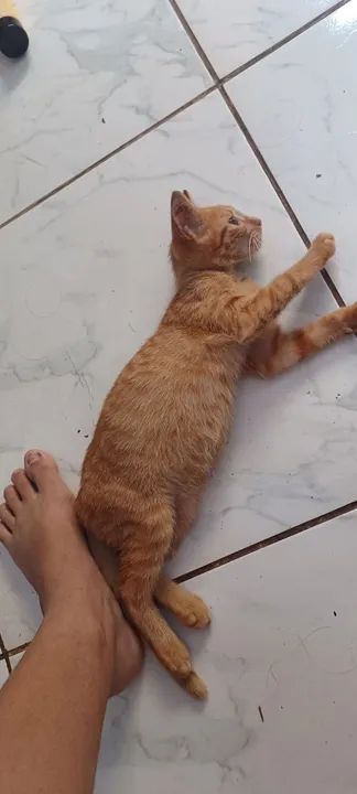 ADOÇÃO RESPONSAVEL  - Foto 2