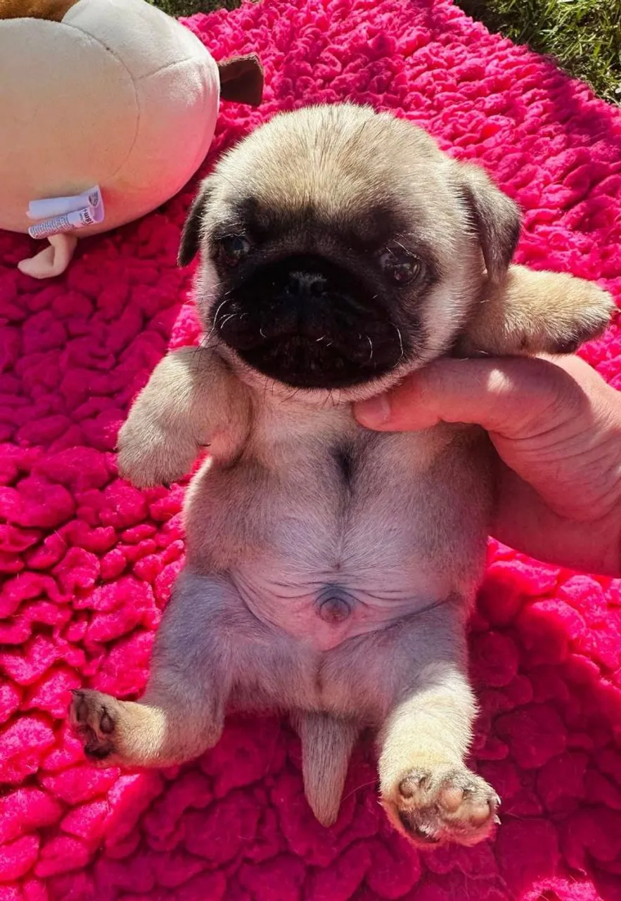 Vendo filhote de Pug mini abricot