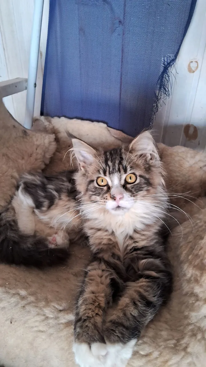 Filhote fêmea maine coon disponível 