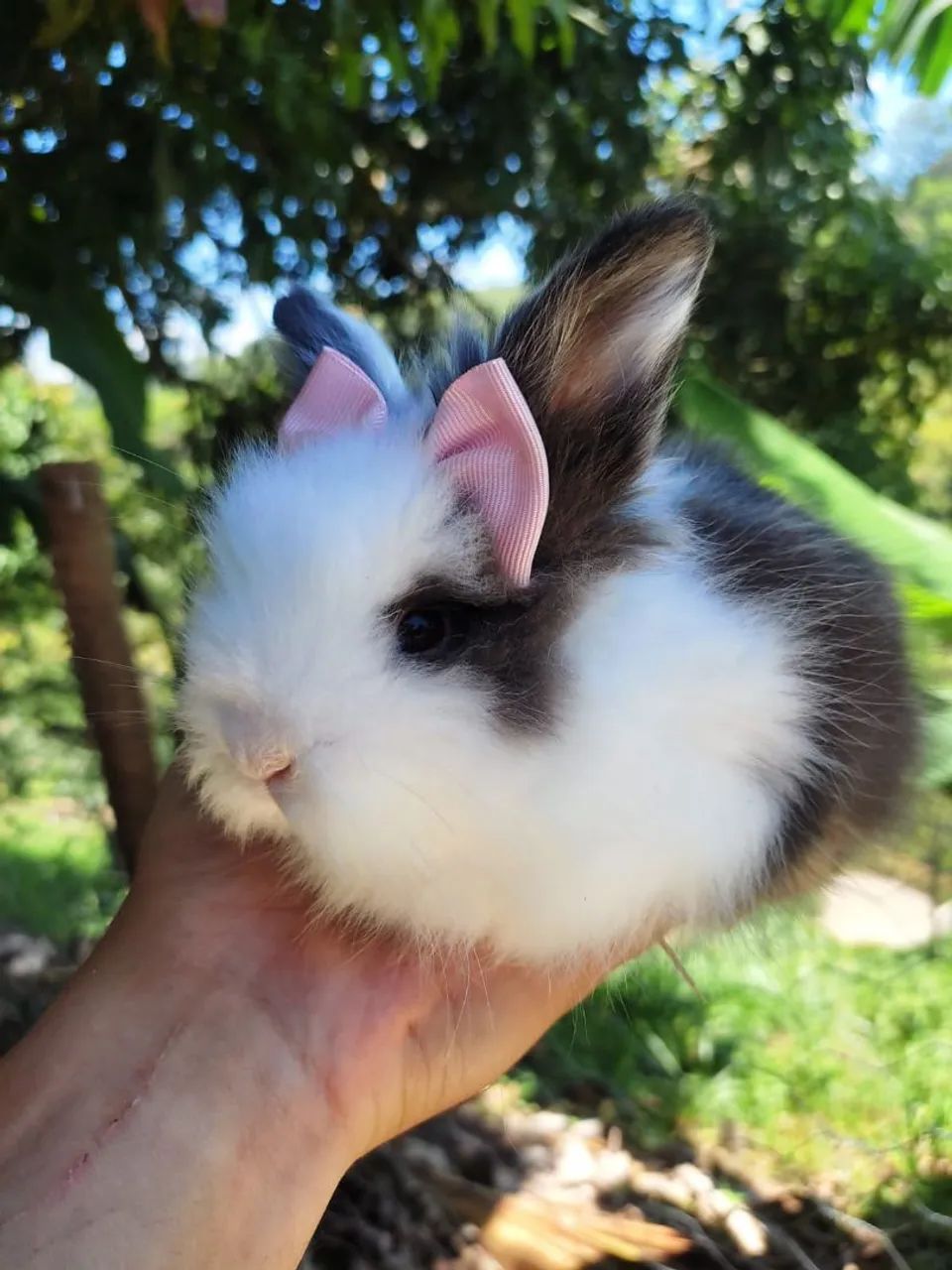 Coelho de companhia - DÓCIL E PEQUENININHOS - Foto 3