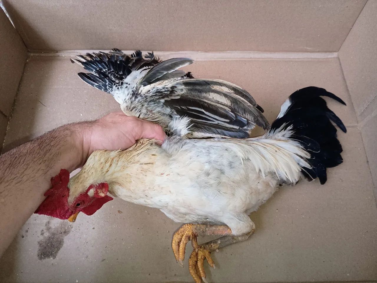 Franguinhos mestiços  - Foto 5