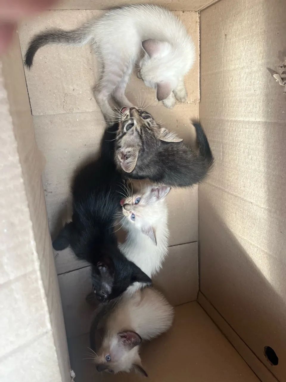 Gatos para Doação 