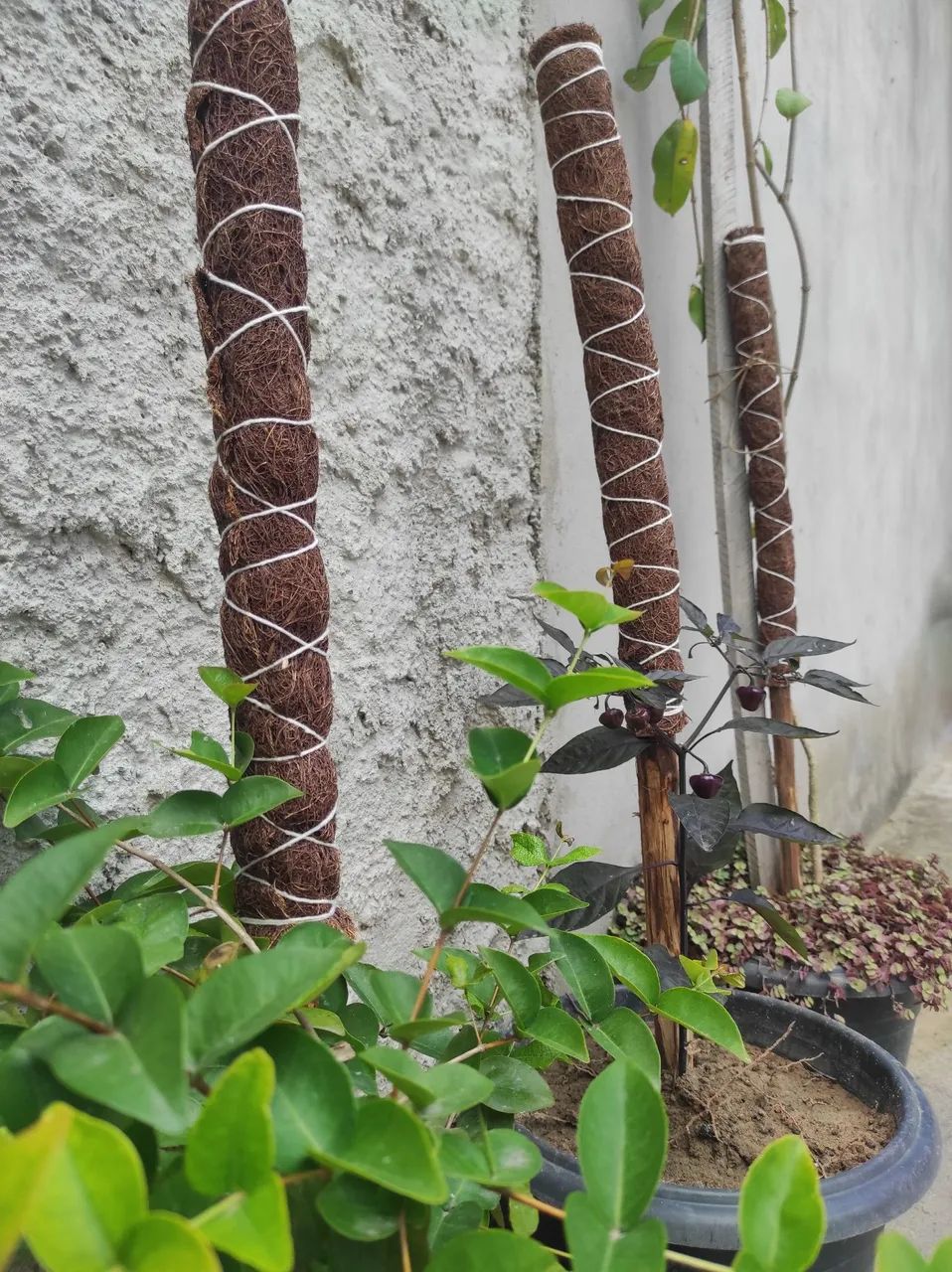 TUTOR PARA PLANTAS  - Foto 2