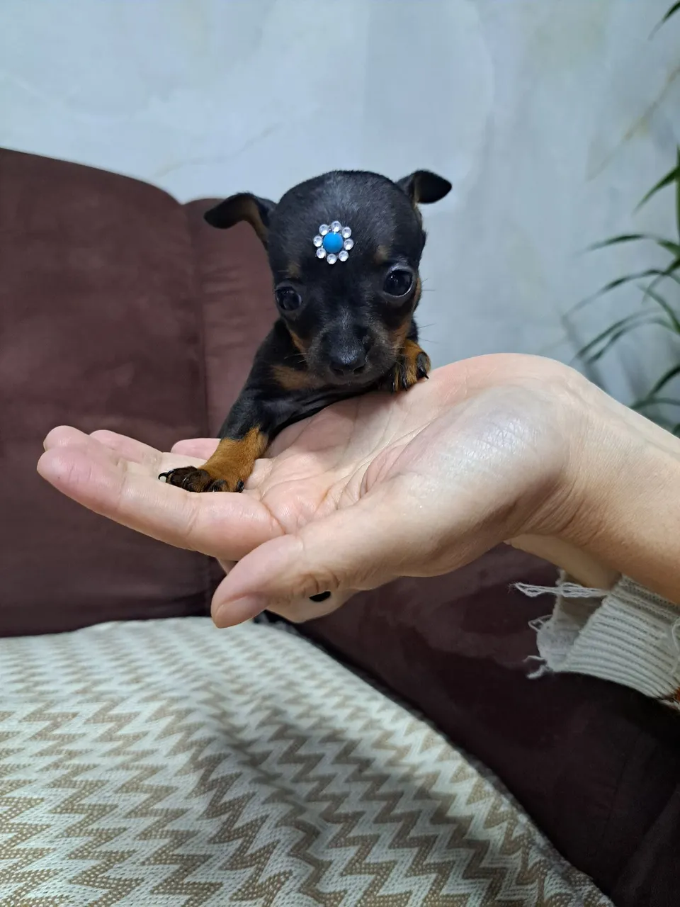 Filhote MACHO de Pinscher Miniatura - Fofo e Charmoso!