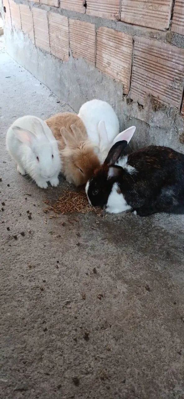 Vendo 2 casais de coelhos 