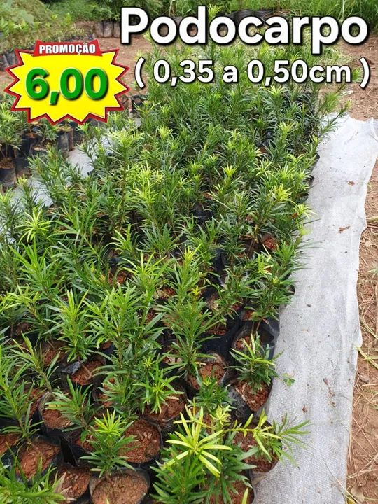 Podocarpos para cerca viva - Foto 3