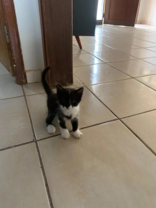 Estou doando essas duas gatinhas lindas! - Foto 5