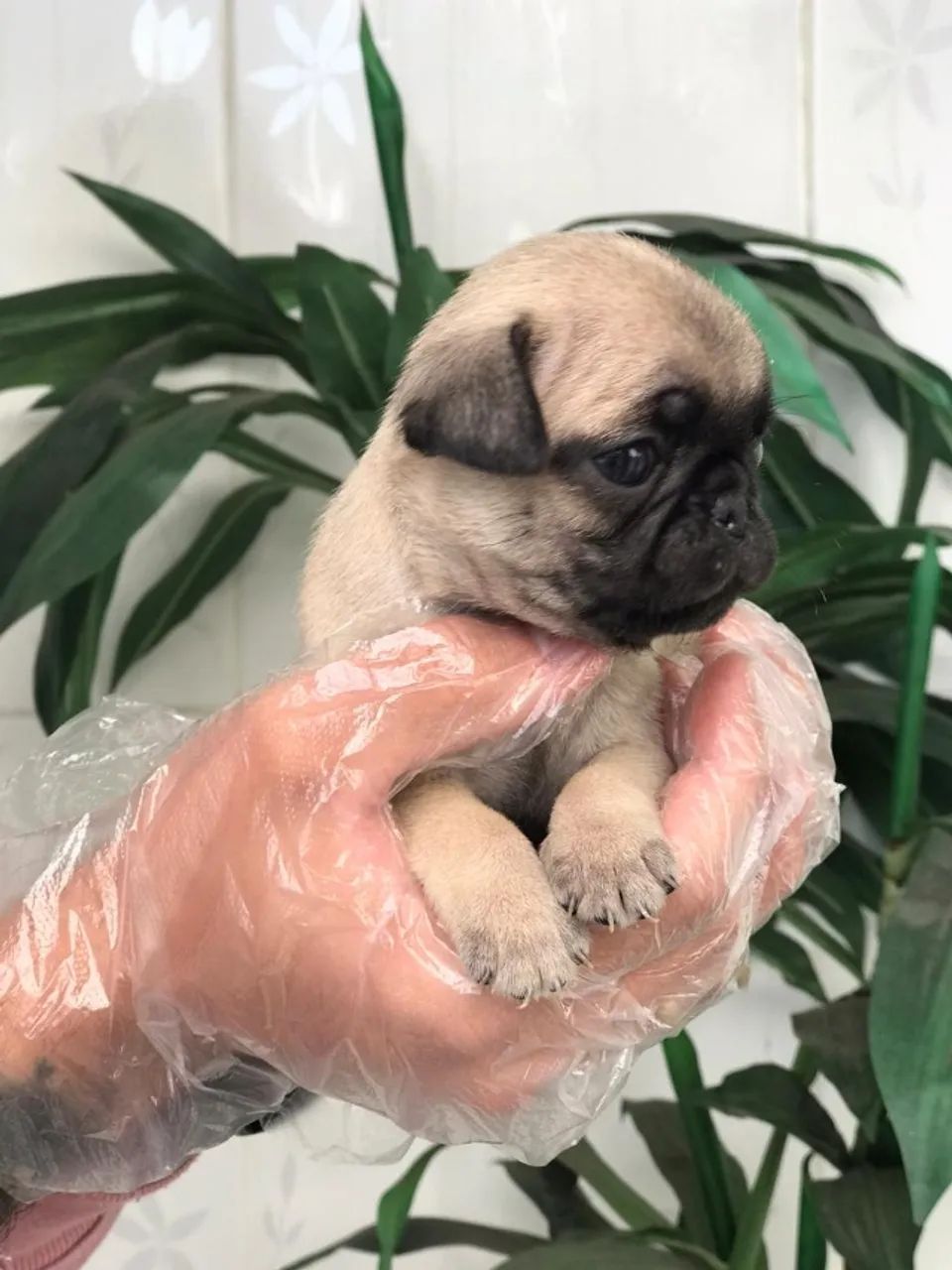 Pug abricó - um cão de comportamento sem igual 