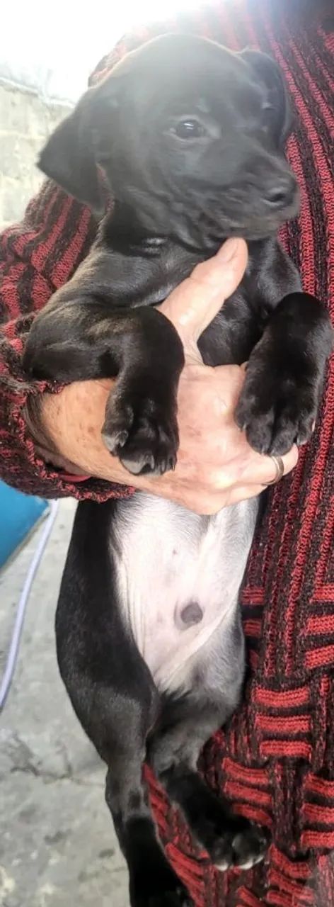 Filhote de cachorro sem raça definida para adoção consciente 