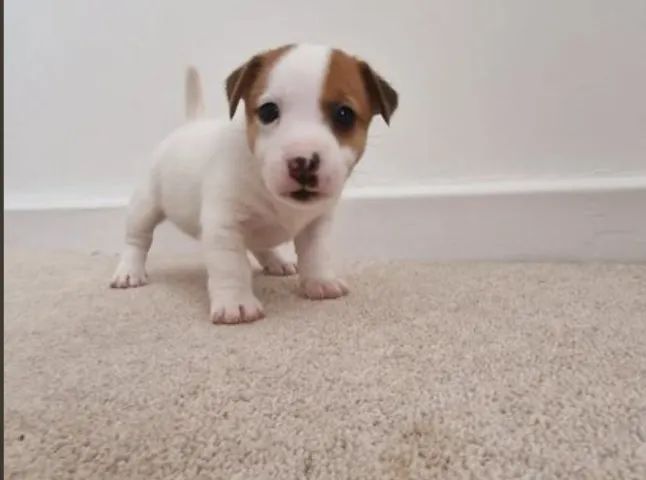 Jack Pequenos, Fortes e Ágeis, Lindos filhotes de Jack Russel! Filhotes de raça Pura!