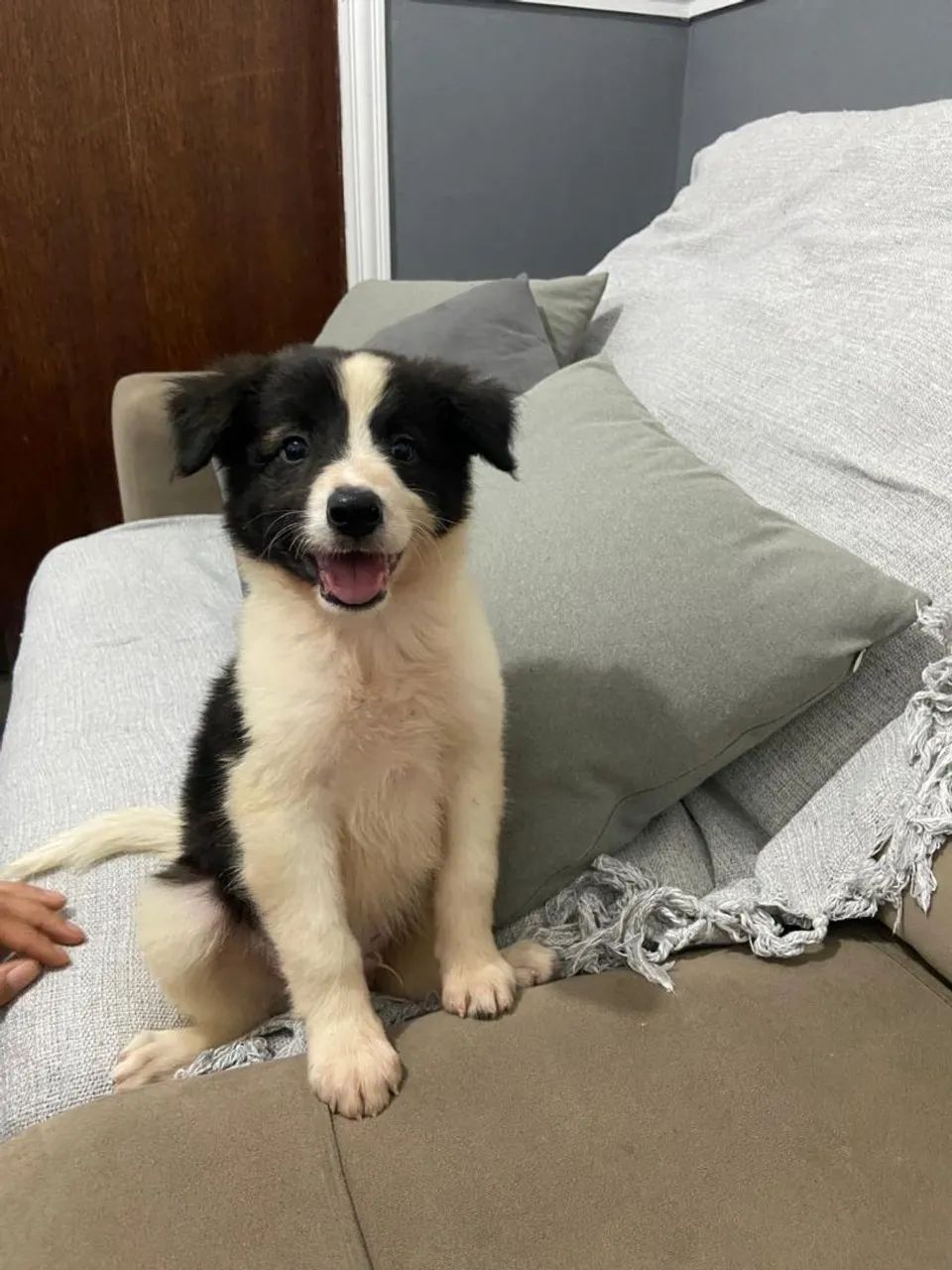 Filhotes de Border Collie Machos 