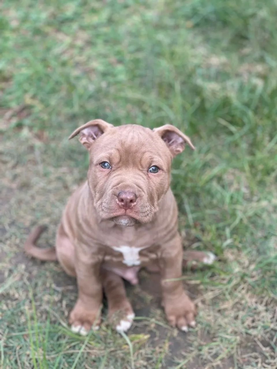 Filhotes pit bull - Foto 3