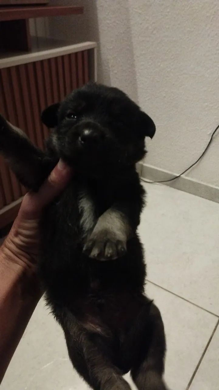 Filhote de cachorro preto