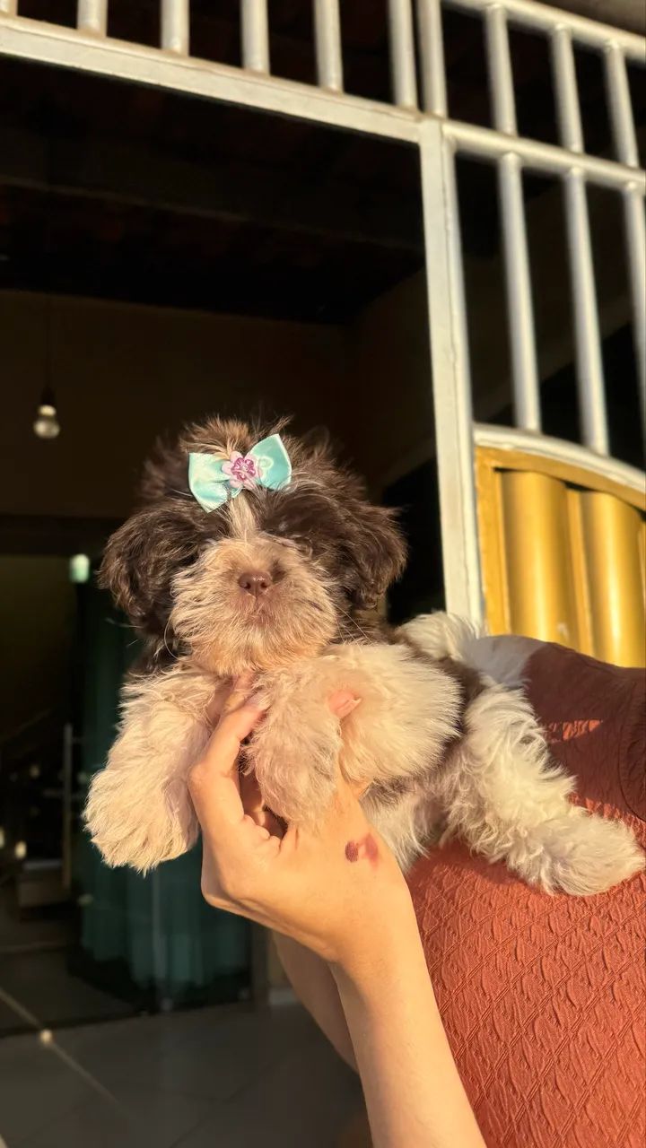 Filhote de shitszu fêmea - Foto 3