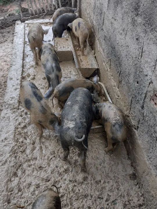 Leitões disponível - Foto 3