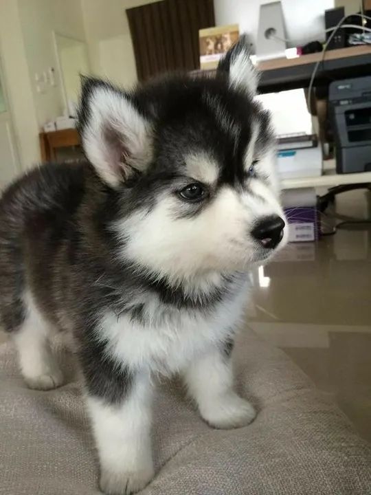 Husky Siberiano Filhotes Encantadores na Cor Bicolor