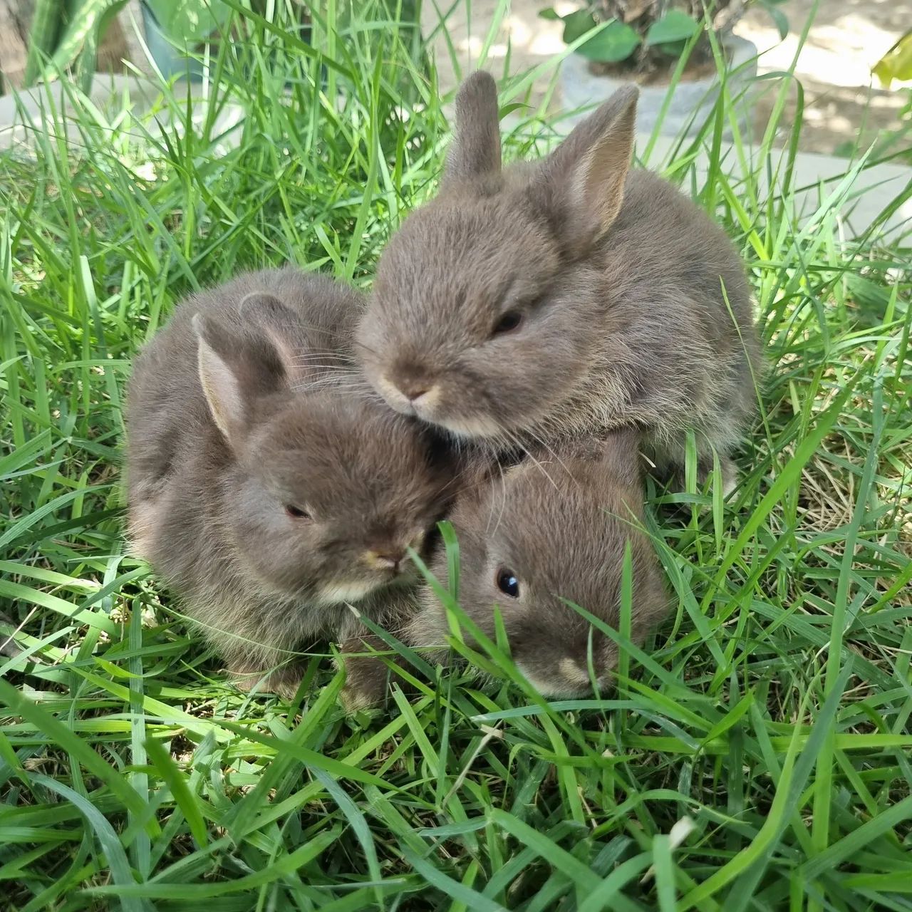 Mini Coelho Netherland Dwarf<br>Raça