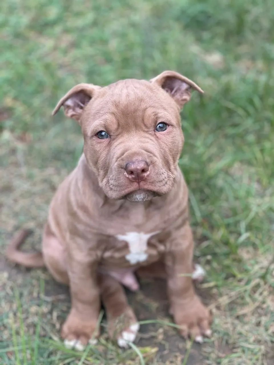 Filhotes pit bull - Foto 2